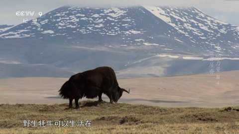小树林tv版下载